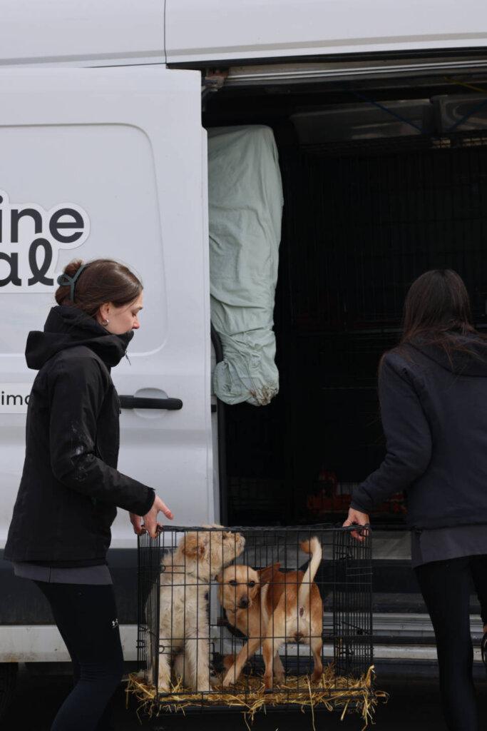 Deux chien dans une cage sauvé par Domaine Animal