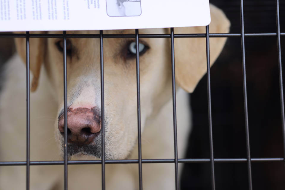 Chien dans une cage sauvé par Domaine Animal