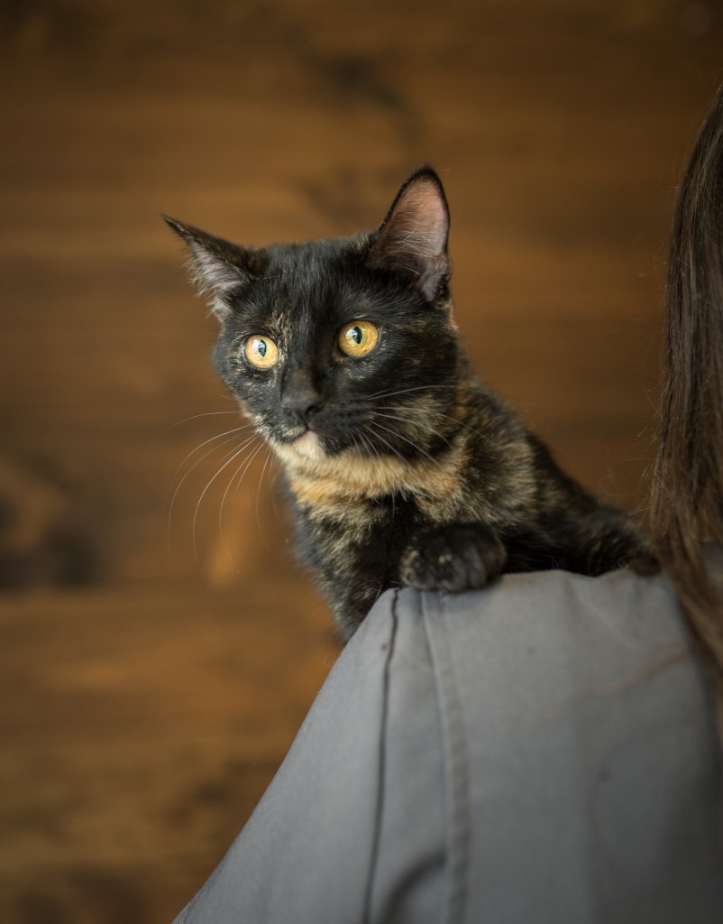 photo de Chaton domestique (écaille de tortue plus foncée)