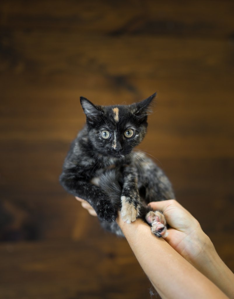 photo de Chaton domestique, écaille de tortue, Suzie