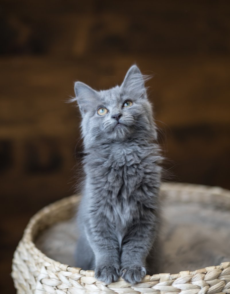 photo de Chaton domestique, grise poils longs, Iris