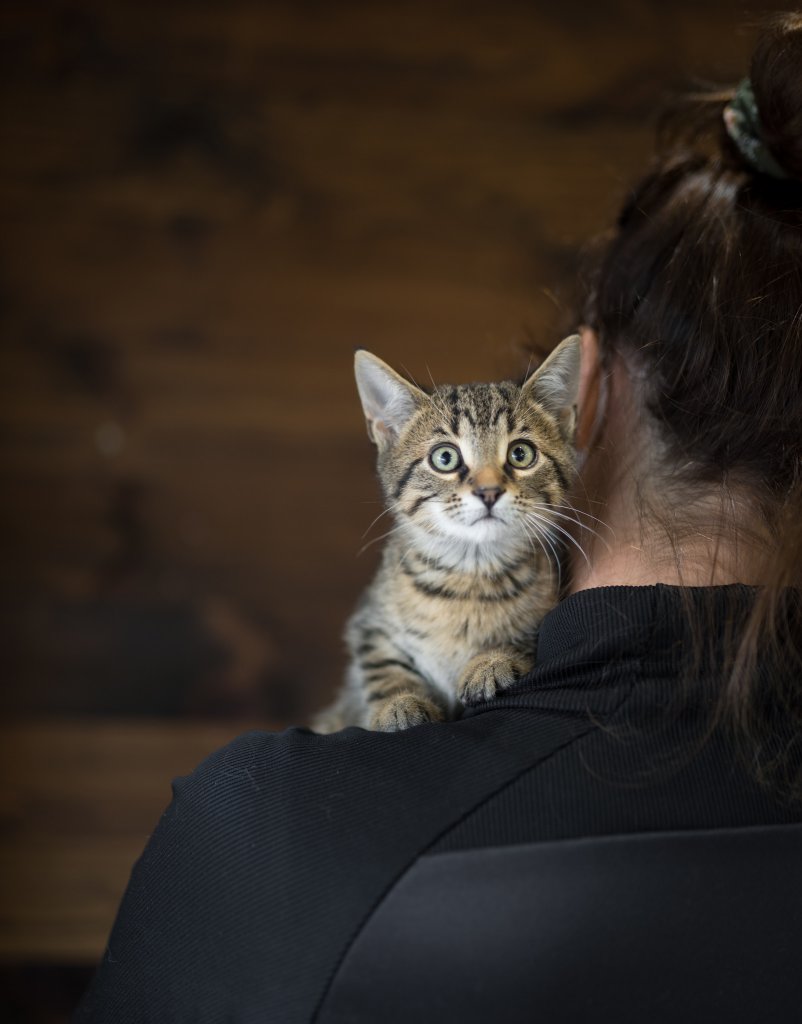 photo de Chaton domestique, Henri