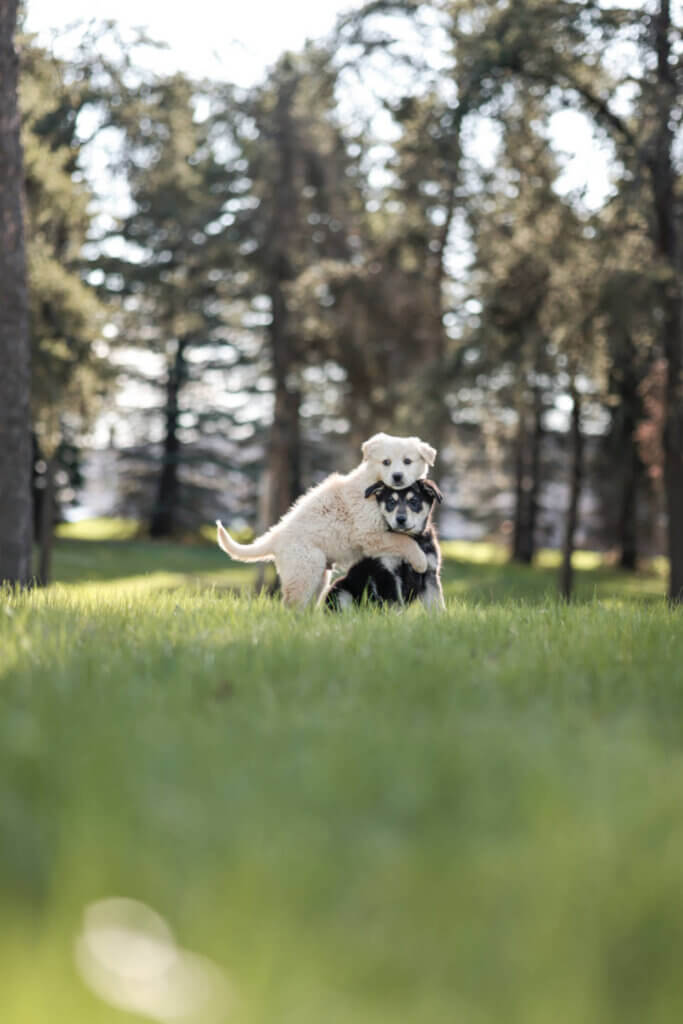 Deux chien dans le gazon