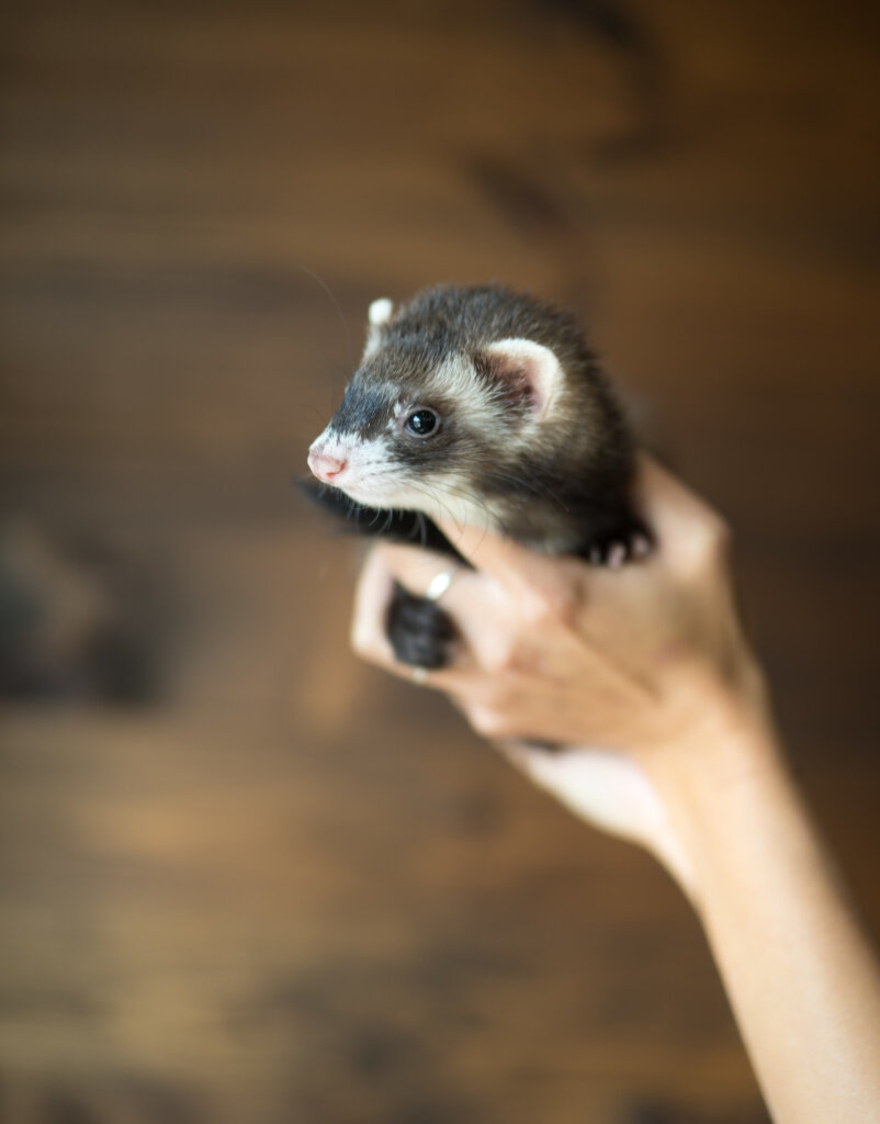 photo de Furet masqué femelle
