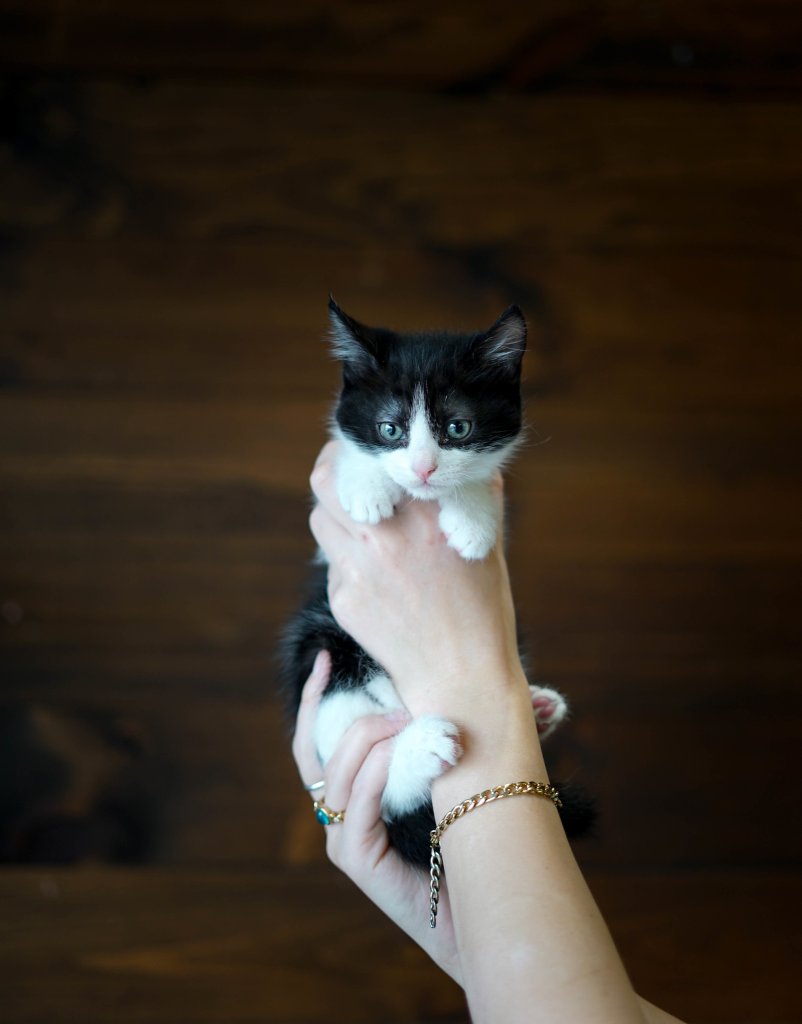photo de Chaton domestique Raoul