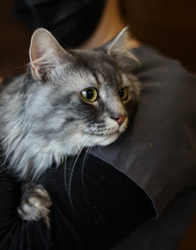 photo de Billy (tabby gris poil long)