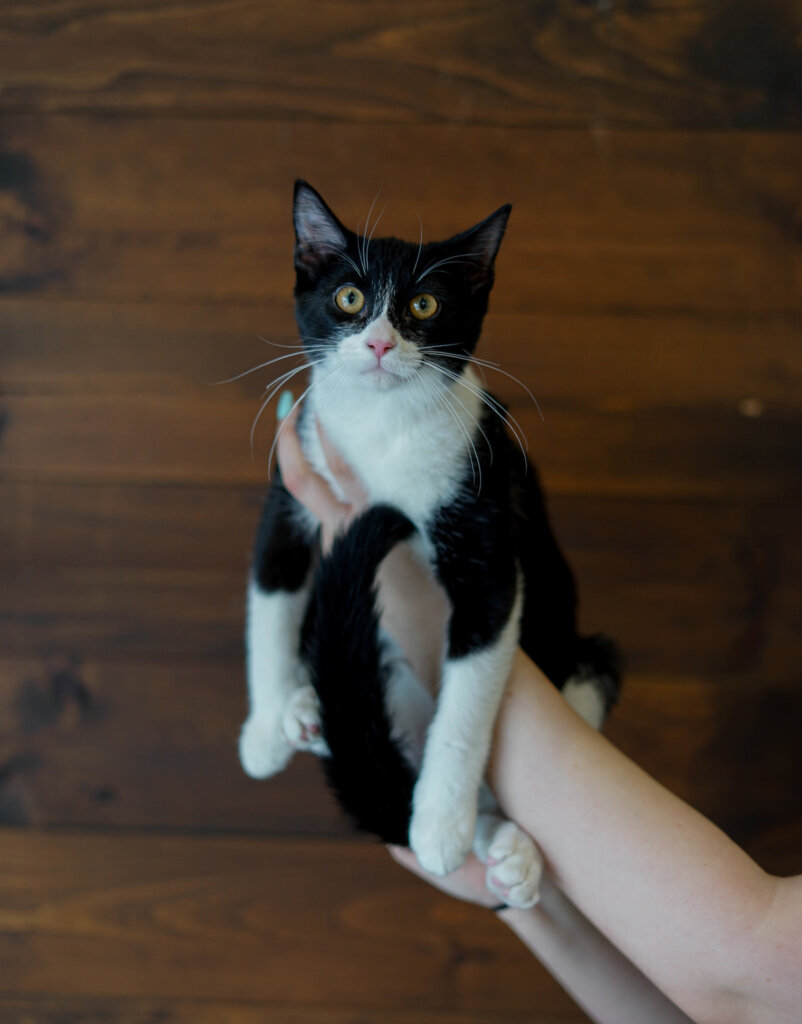 photo de Chaton Domestique mâle Fabien