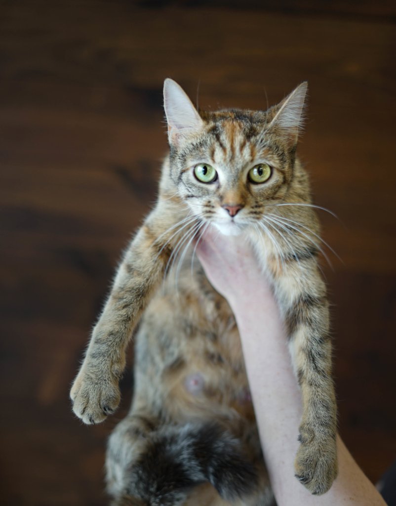 photo de Chat domestique femelle Nanette