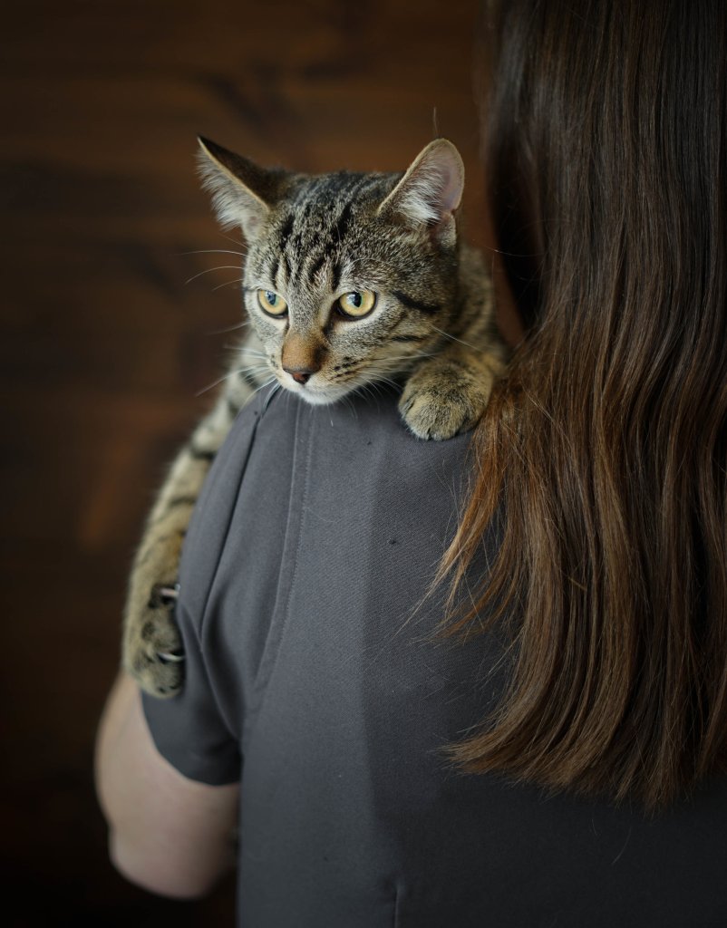 photo de Chat domestique mâle Raymond