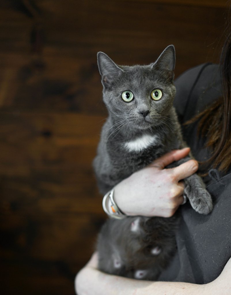 photo de Chat domestique femelle Constance
