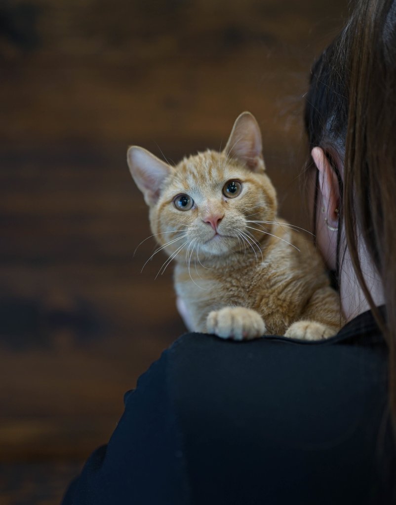 photo de Chaton domestique Fred