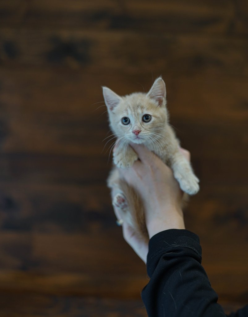 photo de Chaton domestique Colin