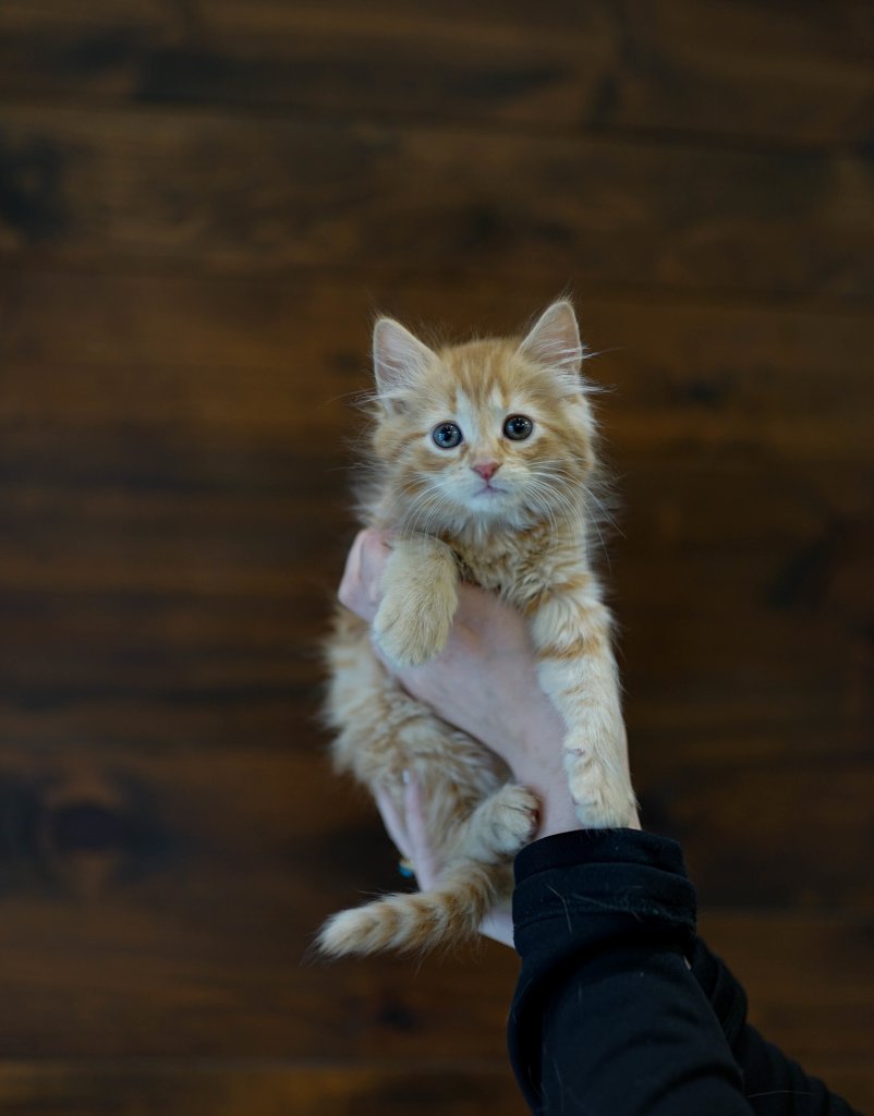 photo de Chaton domestique Anthony