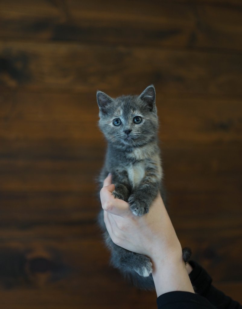 photo de Chaton domestique Penelope