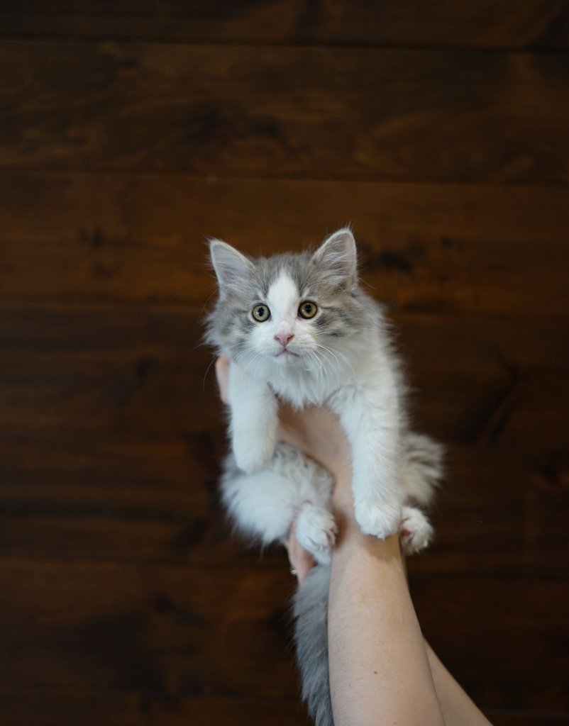 photo de Chaton domestique Louis-Félix