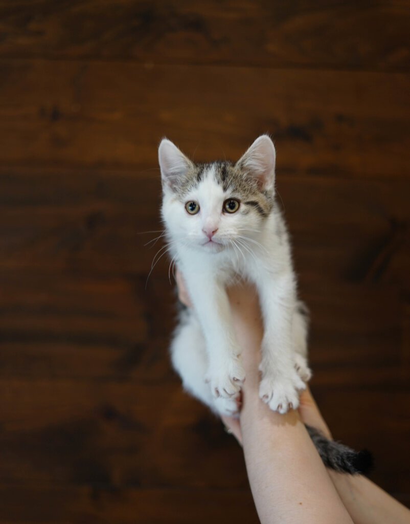 photo de Chaton domestique Jean-Baptise