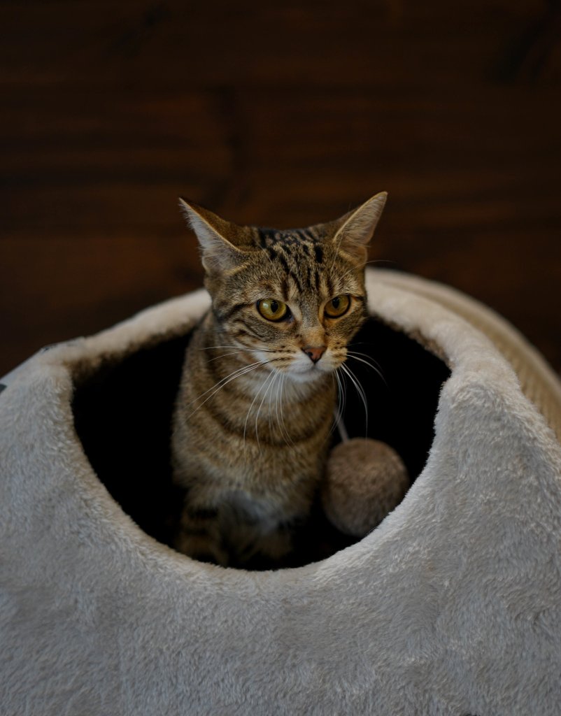 photo de Chat domestique Éléonore (F)