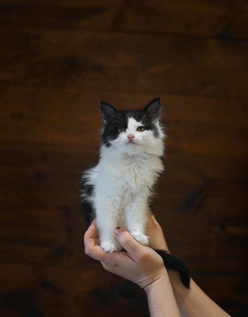 photo de Chaton Domestique Salsa (F)