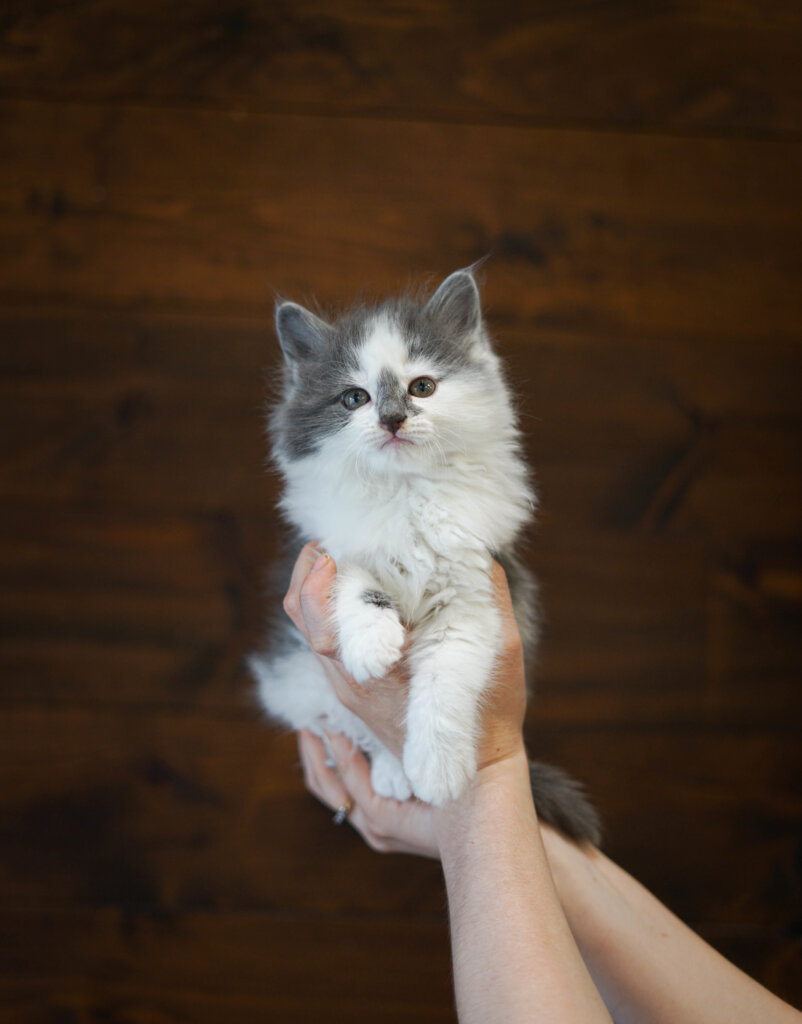 photo de Chaton Domestique Tunder (M)