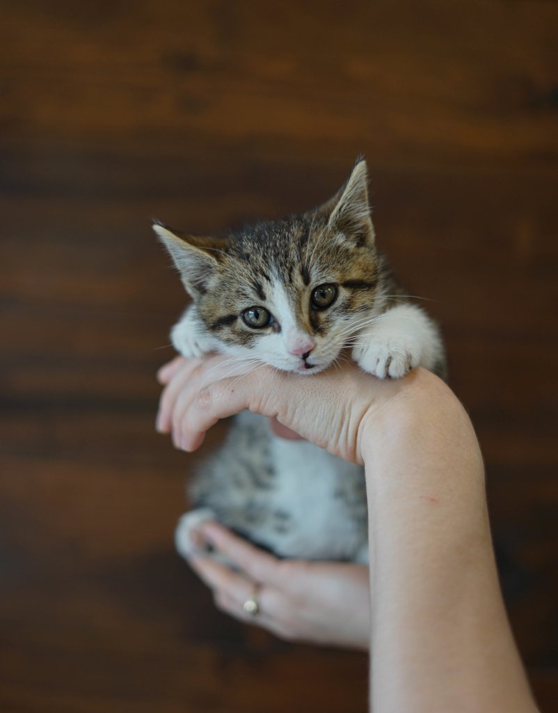 photo de Chaton domestique Adam (M)