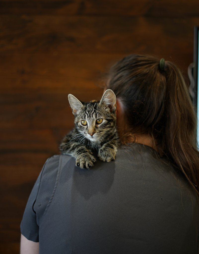 photo de Chaton domestique Adèle (F)