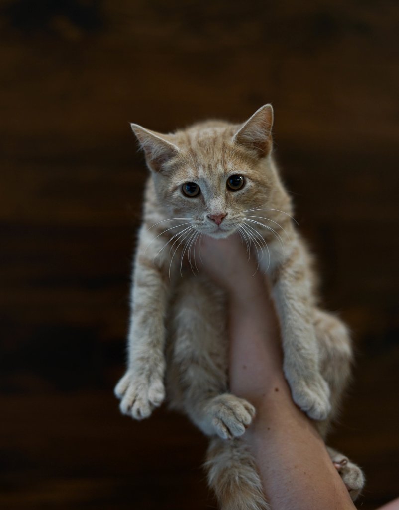 photo de Chaton domestique Noah (M)