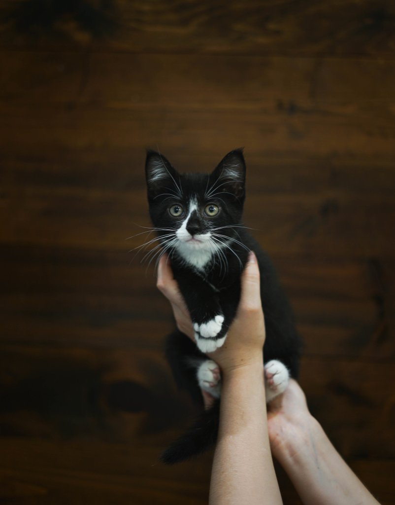 photo de Chaton domestique Lydia (F)