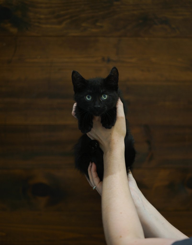 photo de Chaton domestique Isaac (M)