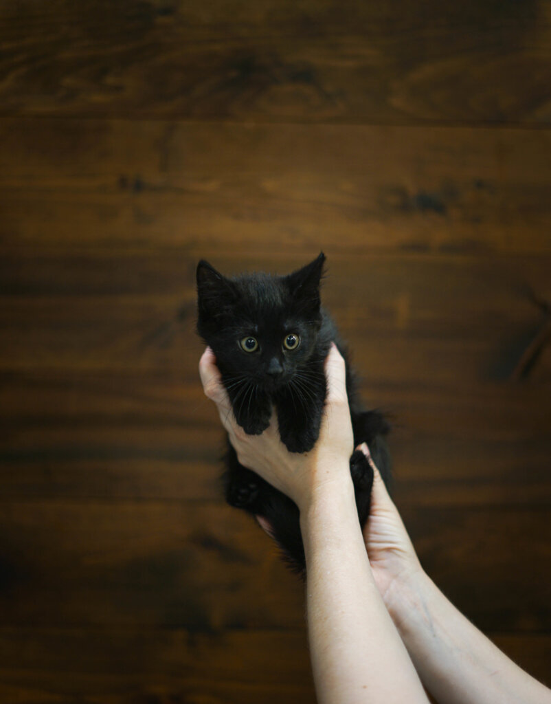 photo de Chaton domestique Leila (F)