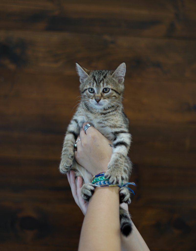 photo de Chaton domestique Xavier (M)