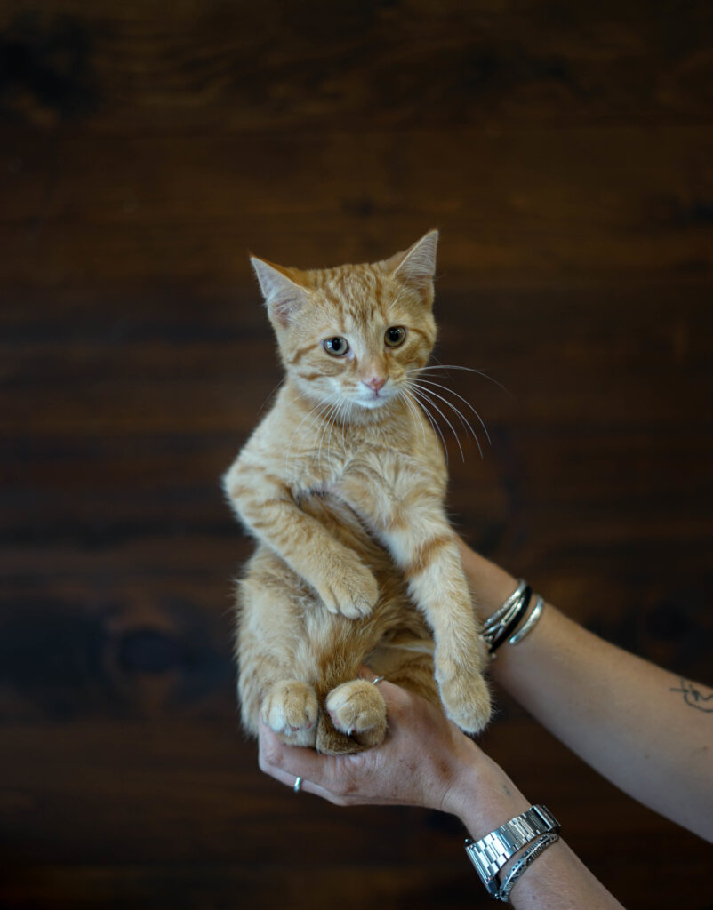 photo de Chaton domestique Sandy (F)