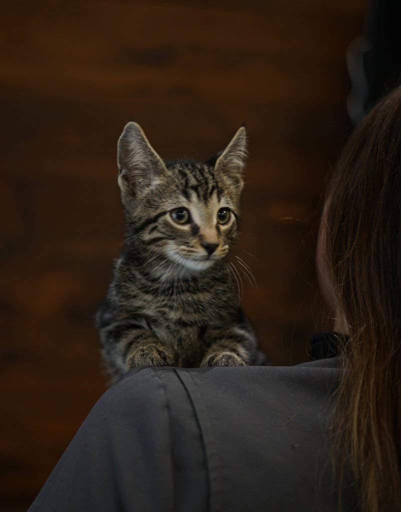 photo de Chaton domestique Agnès (F)
