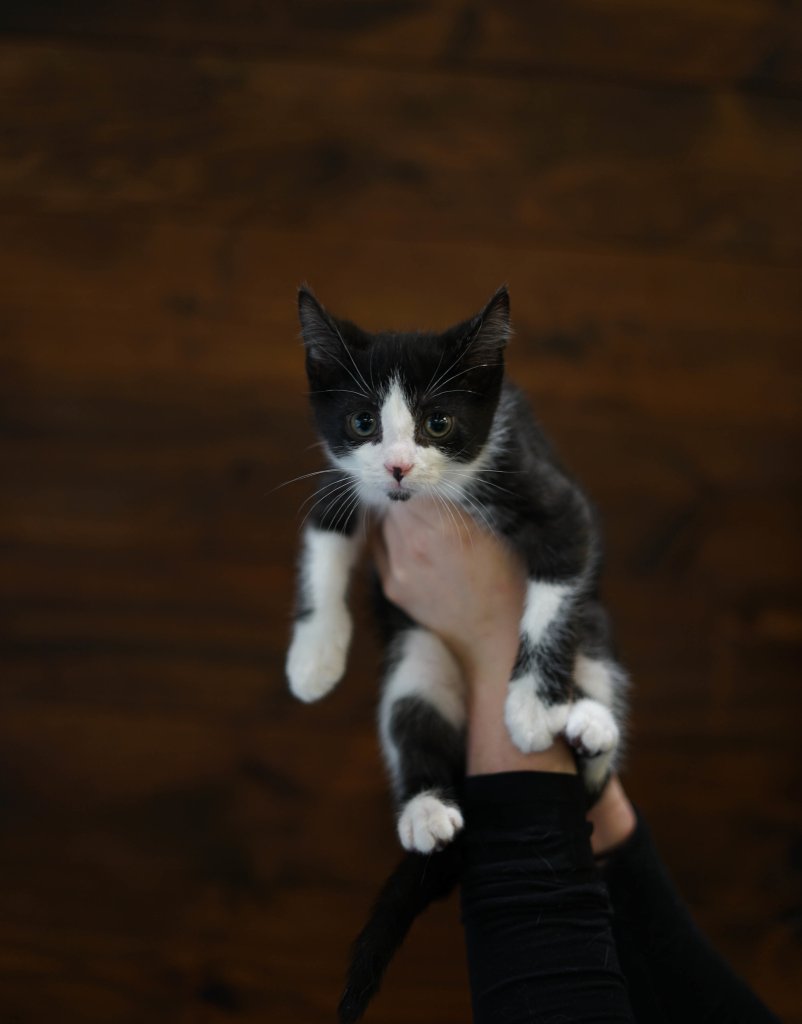 photo de Chaton domestique Klaus (M)