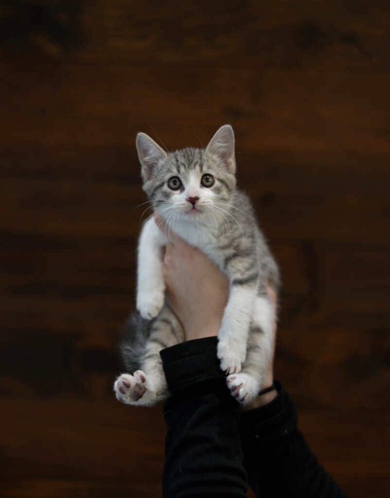 photo de Chaton domestique Kody (M)