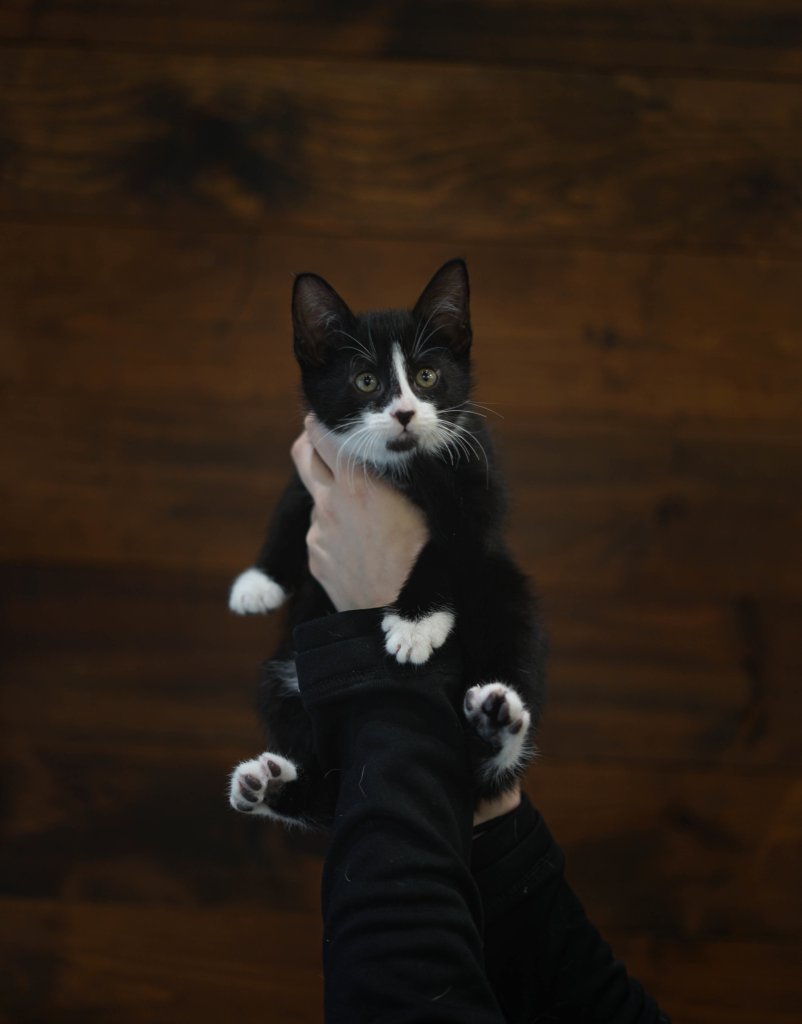 photo de Chaton domestique Maurice (M)