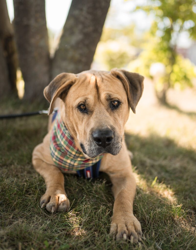 photo de Bolt (Hatchi)