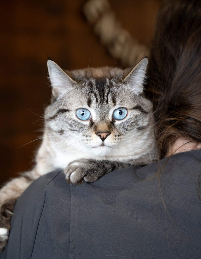 photo de BLUE
