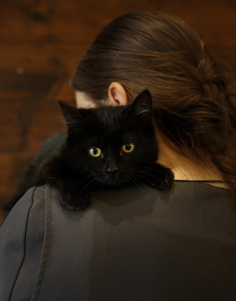 photo de Chaton domestique Viviane (F)