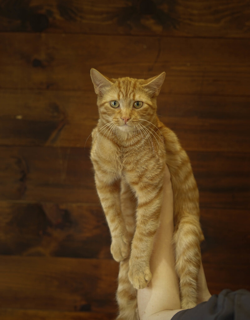 photo de Chaton domestique Bastien (M)