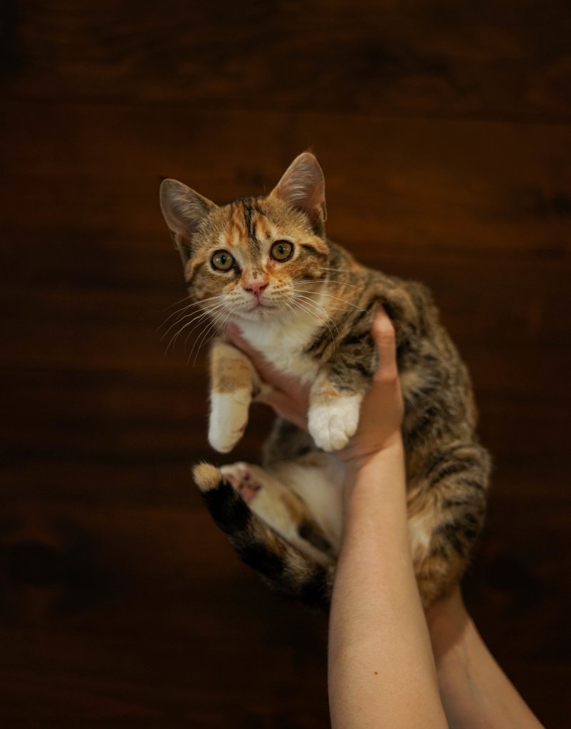 photo de Chaton domestique Lucy (F)
