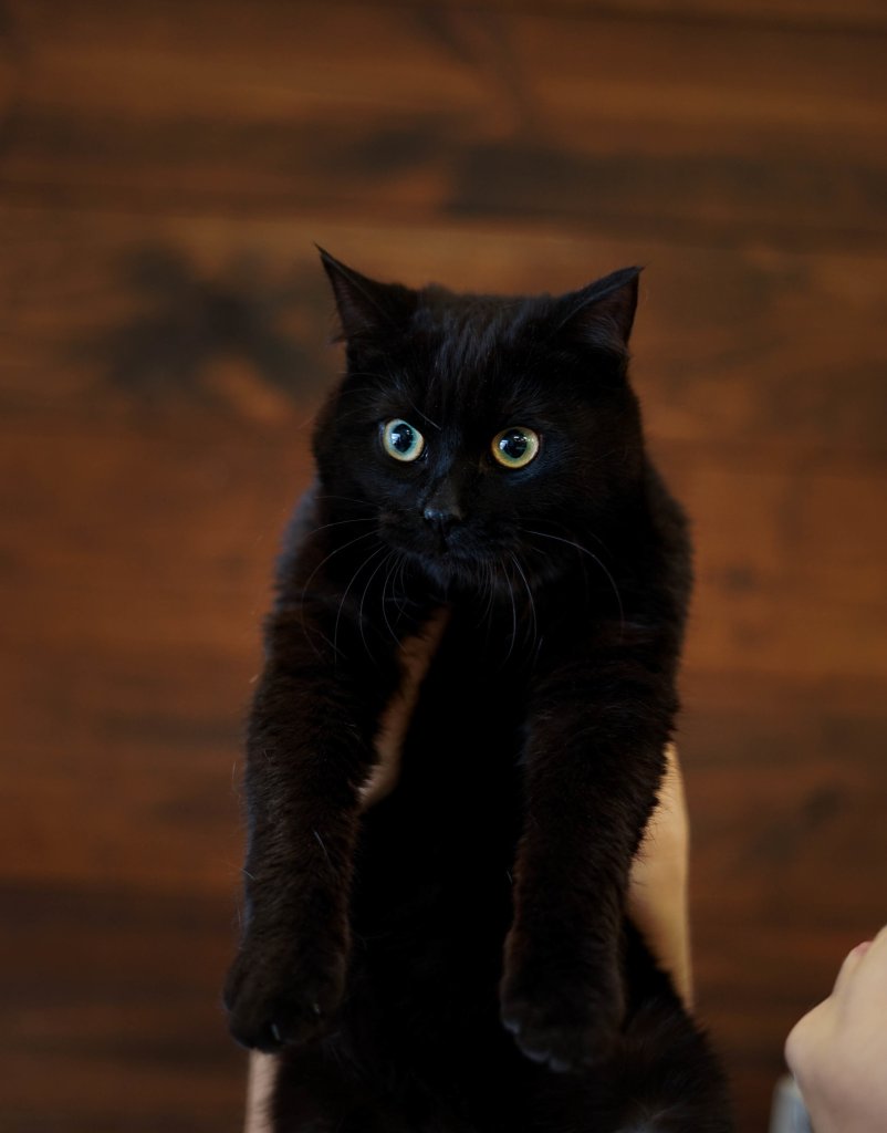 photo de Chaton domestique Claudine (F)