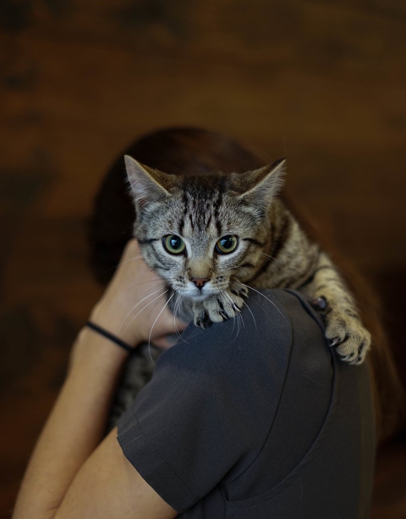 photo de Chaton domestique Laurence (F)