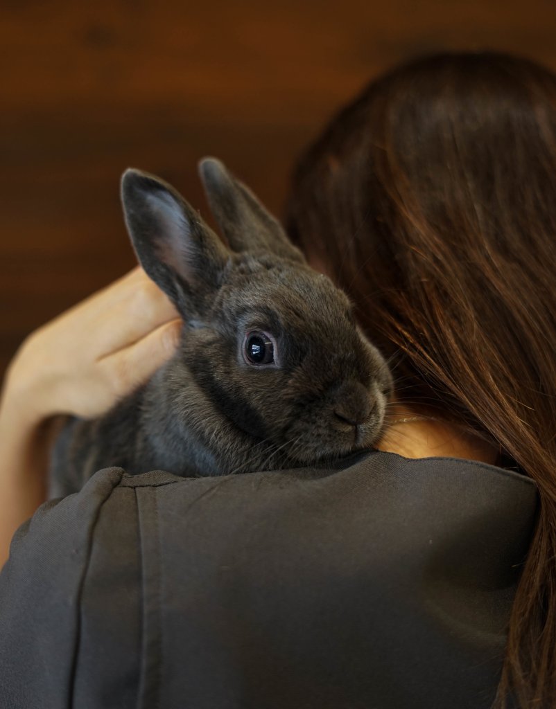 photo de Lapine rescapée (Croquette)