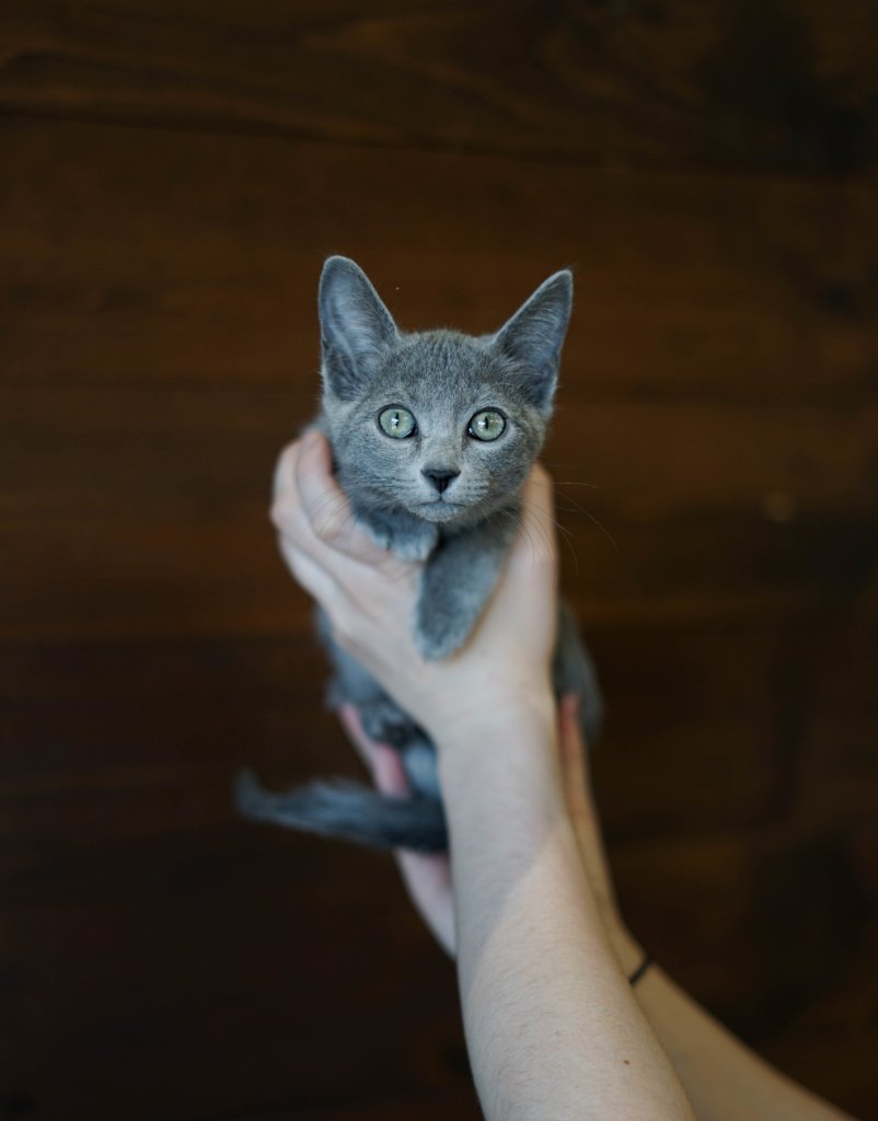 photo de Chaton domestique Gisèle (F)