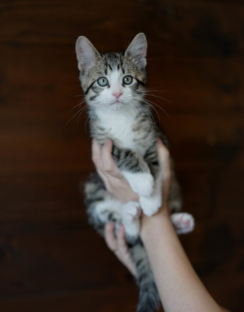photo de Chaton domestique Mikki (M)