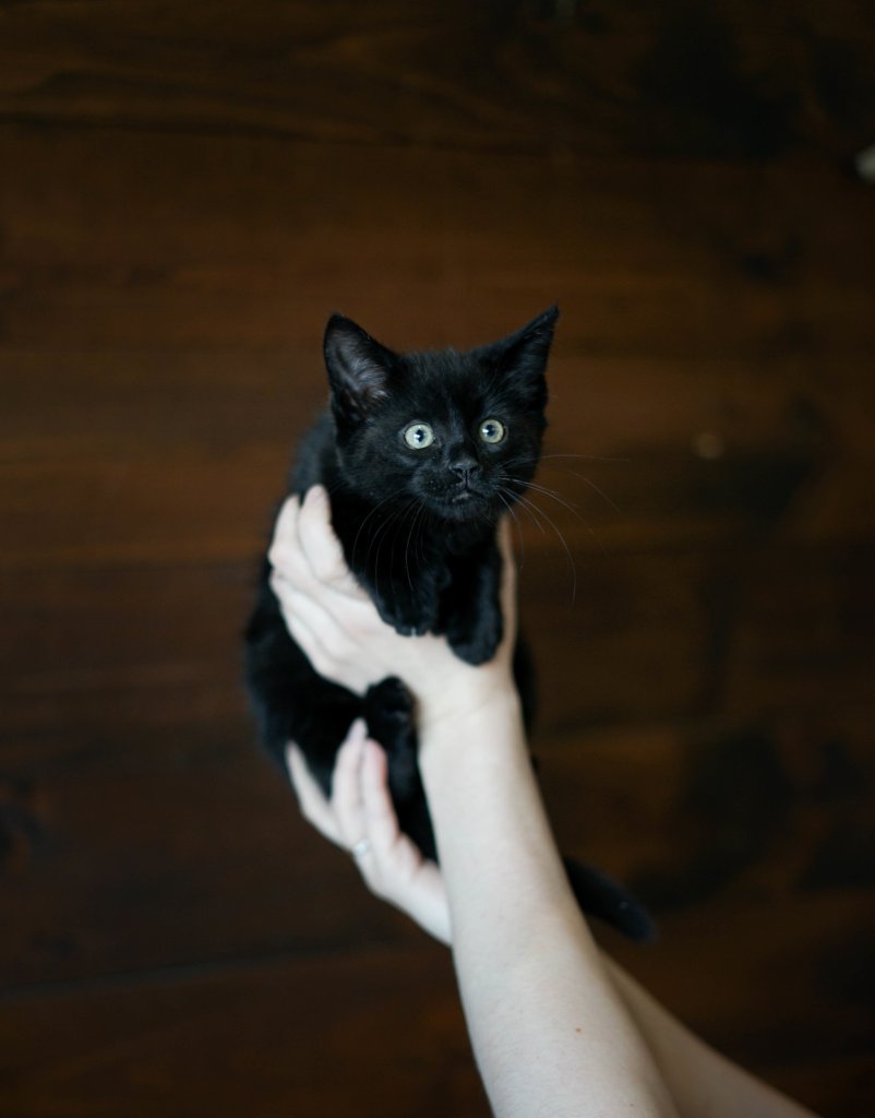 photo de Chaton domestique Paul (M)