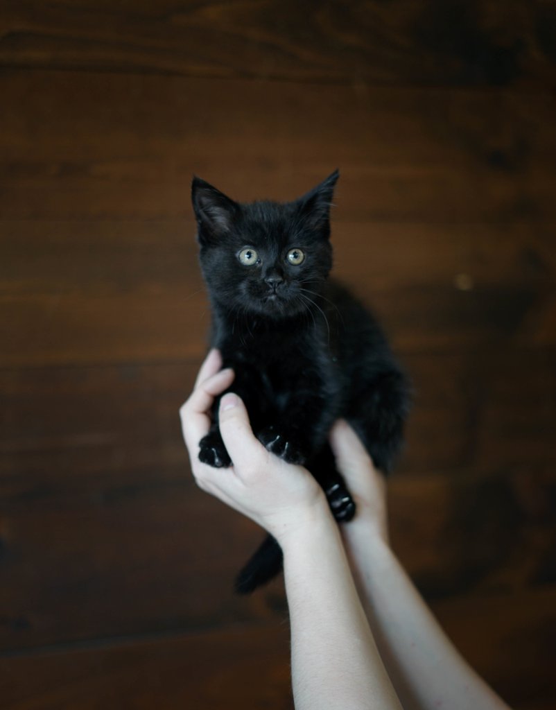 photo de Chaton domestique Paulette (F)