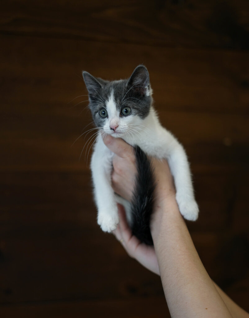 photo de Chaton domestique Aurèle (F)