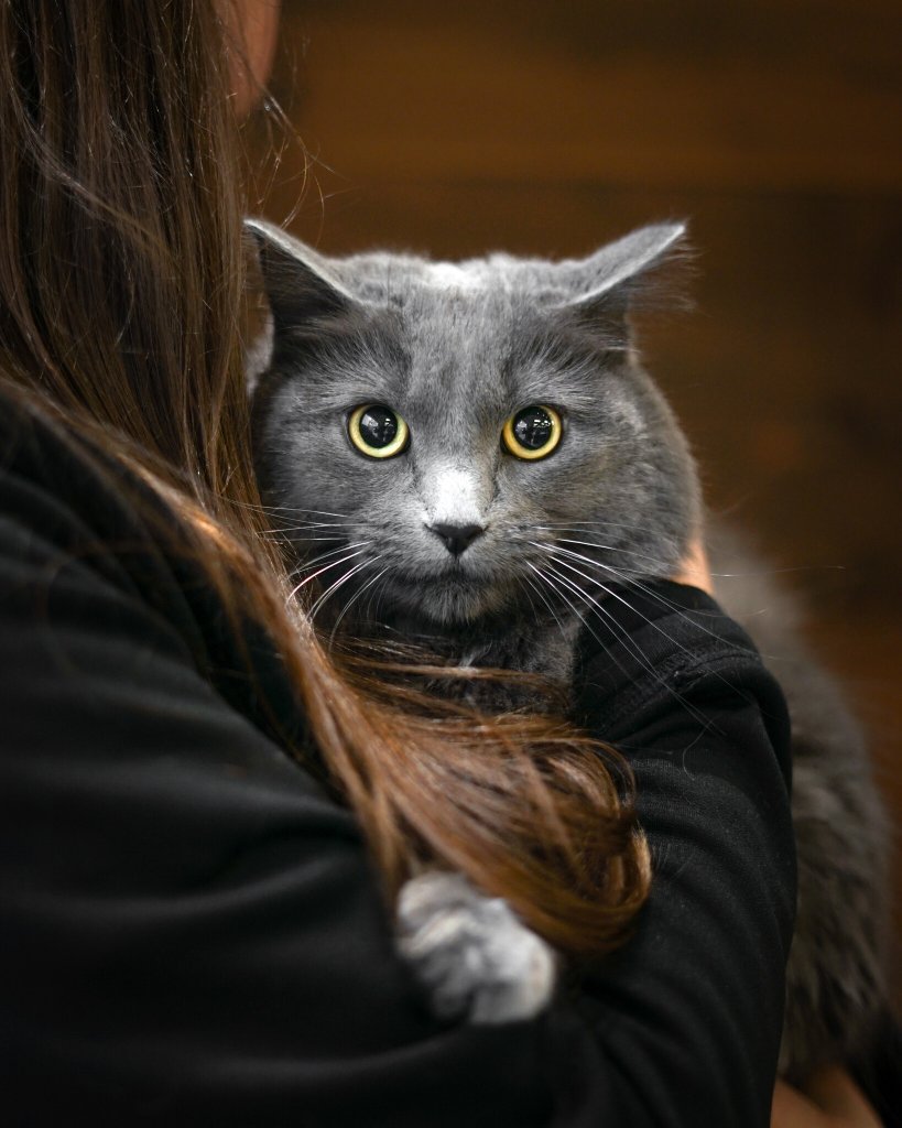 photo de Chat domestique Lexie (F)