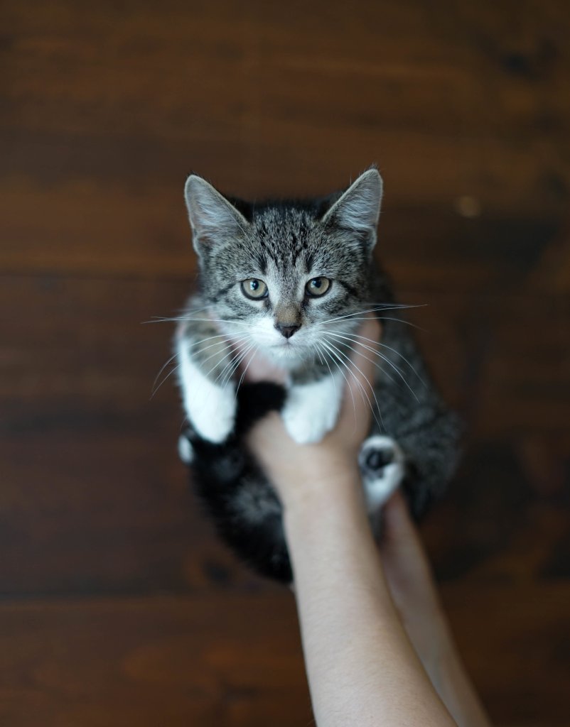 photo de Chaton domestique Geneviève (F)
